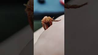 CUTE LITTLE FRIEND🤗 Triodia sylvina mothscutebeautifulnaturecloseupviralvideoshortssubscribe [upl. by Ranita]