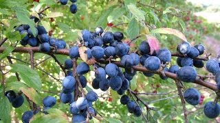 MAKING SLOE GIN [upl. by Selda]