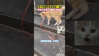 男子把猫和老鼠绑在一起，老鼠淡定装死，结果猫咪吓到瘫倒 萌宠 搞笑 宠物生活 [upl. by Nirad976]