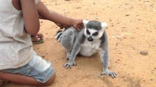 Lemur Asks For Back Scratch  Wont Take No For An Answer [upl. by Bronez]