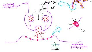 La synapse chimique [upl. by Gwenn]