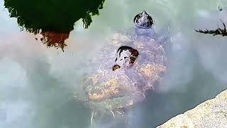 Terrapin wild water turtle toitose close up nature video [upl. by Jarlathus]