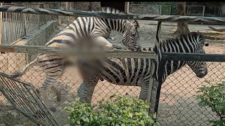 zebra meeting life in zoo part two [upl. by Annaehr]