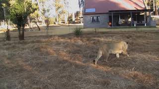 Lion House where you can live amongst our big cats [upl. by Sal39]