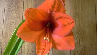 Amaryllis Bulb Gold Medal Hippeastrum [upl. by Adnalra417]