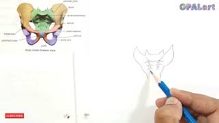 How to draw Human Skeleton  Pelvic Girdleanterior view [upl. by Hough]