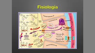 Tiroides Anatomía y Fisiología [upl. by Medor]