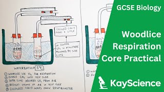 Respiration in Woodlice Core Practical  GCSE Biology  kaysciencecom [upl. by Anitsrihc249]