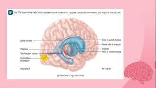 Basal Nuclei Structure amp Functions  NeuroPhysiology [upl. by Fenton763]