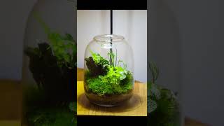 Fern And Moss Terrarium An Epic Year Later Comparison [upl. by Krever]