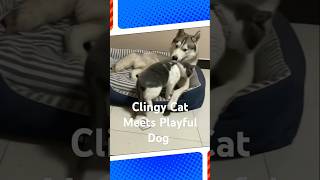 quotClingy Cat Meets Playful Dog The Cutest Chaos Ever 🐱🐶❤️quot fyp youtubeshorts [upl. by Bethena]