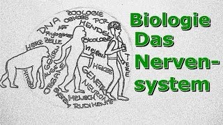 Nervensystem  Ein Überblick [upl. by Conlon]