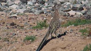 A roadrunner running [upl. by Lenrad]