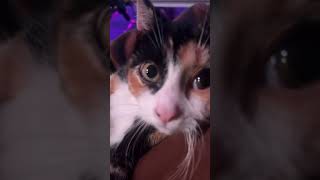 The loudest purrs from my cat Binoo [upl. by Harrak]