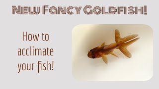 How to Introduce and Acclimate a New Fancy Goldfish to Your Tank [upl. by Freeland]