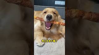 For dog teething sticks you have to buy extra long ones that can be chewed without making any n [upl. by Annayr]