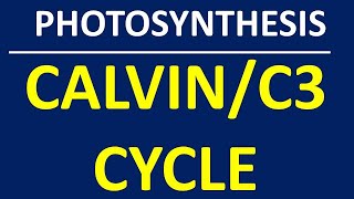 CALVIN CYCLE [upl. by Kristine794]