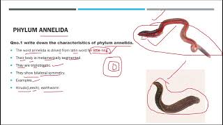 phylum annelida kingdom animalia biology fscbiology [upl. by Llewop]