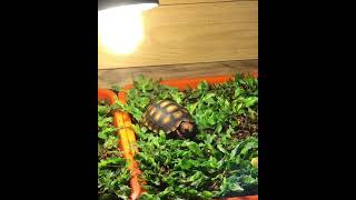 South American Cherry Head Red Foot Tortoise Hatchling [upl. by Hadeis]