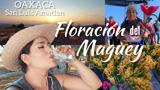 INCREÍBLE el MEZCAL de AMATLAN OAXACA Festival de la Floración del Maguey [upl. by Chiaki]