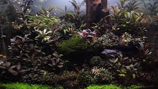 bucephalandra aquascape [upl. by Annaesor]