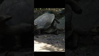 Sound of Aldabra Giant Tortoise mating  Aldabrachelys gigantea mating Sound 🐢 [upl. by Smart]