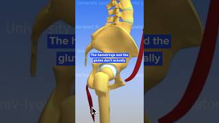 Hamstrings do not stabilize the Spine [upl. by Aldarcie]