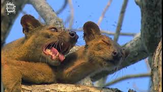 My Favorite Animal  Fossa Fouche cryptoprocta ferox [upl. by Jamaal]