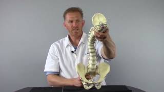 Common Root Cause of Scoliosis with Matthew Janzen Doctor of Chiropractic [upl. by Lorak]