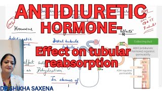 Anti diuretic hormone Effect on tubular reabsorption of water mechanism [upl. by Mendoza518]