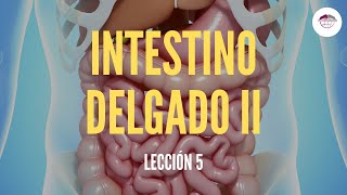 5 EL INTESTINO DELGADO II ESTRUCTURA Y FUNCIÓN DEL SISTEMA DIGESTIVO [upl. by Ayar]