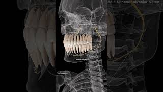 🦷 Alveolar Nerves The Sensory Pathways of Your Teeth 🦷 [upl. by Rissa]