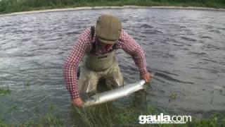 River Gaula atlantic Salmon 10 kg cr flyfishing [upl. by Ennagrom]