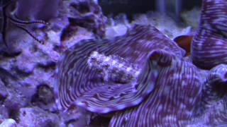 Lawnmower Blenny Care [upl. by Espy]