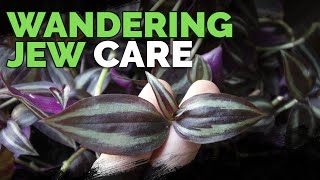 Wandering Jew Plant Care Growing Tradescantia Zebrina [upl. by Nitz]