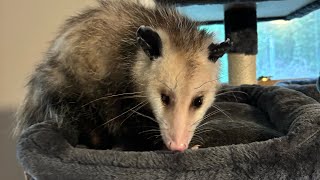 Penelope the Possum love possum follow animals cute mom fyp share save marvel wildlife [upl. by Melessa]