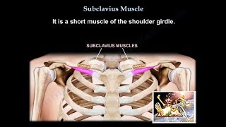 Anatomy Of The Subclavius Muscle  Everything You Need To Know  Dr Nabil Ebraheim [upl. by Nallij723]