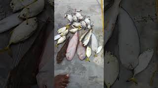 Kakinada Beach lo live fresh fishes and crapsshortsvideo [upl. by Esiouqrut576]