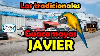 Las Tradicionales Guacamayas JAVIER [upl. by Mahla]