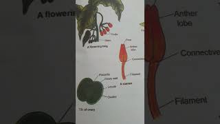 Class 11 floral diagram [upl. by Charis]