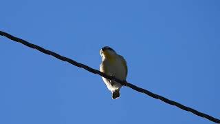 Striated Pardalote Yengarie Qld [upl. by Jodoin]