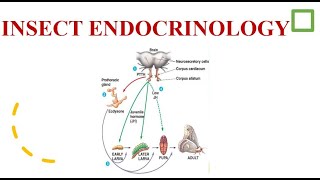 Insect Endocrinology [upl. by Chloe365]