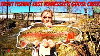 Trout Fishing East Tennessee Goose Creek [upl. by Lehar]