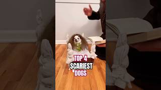 This dog is possessed😱animals dogs creepy [upl. by Kelila592]