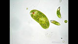 Euglena viridis [upl. by Nilson]