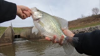 Huge winter crappie fishing a Moonlit fiberglass fly rod and original large arbor Danielsson reel [upl. by Vail]