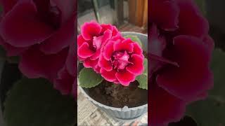 gloxinia beautifulflowerplant indoorplants trendingplants [upl. by Anairb416]