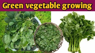 Green vegetable growing  Saag growing at home lifewithsheikh21 [upl. by Milano34]