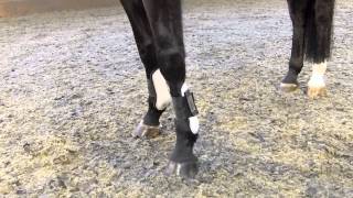 Conformation amp Correctness In A Dressage Horse [upl. by Corilla]