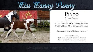 Pinto Araber Fohlen von NorCal Sierra SnoMan aus der Miss Memphis Classic [upl. by Nnylasor]